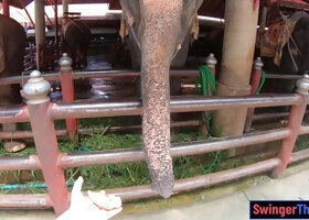 Elephants feeding with amateur Thai girlfriend and sex at home