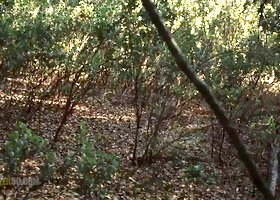 Hot Sexy Mature MILF Park Ranger Gets Caught Pleasuring Herself By A Younger Lost Hiker - Roxie The Park Ranger